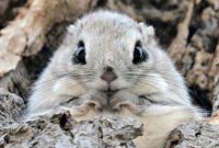 Japanese Flying Squirrel Wallpaper